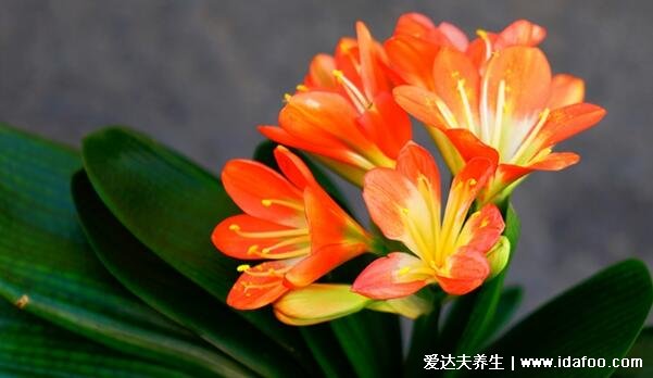 家里最旺財(cái)?shù)氖N花，發(fā)財(cái)樹(shù)開(kāi)花家中可能會(huì)發(fā)一筆橫財(cái)