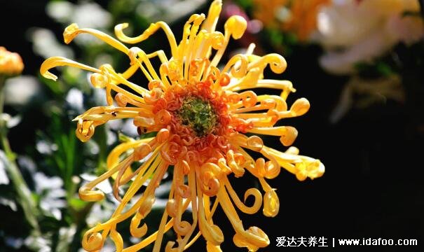 家里最旺財(cái)?shù)氖N花，發(fā)財(cái)樹(shù)開(kāi)花家中可能會(huì)發(fā)一筆橫財(cái)