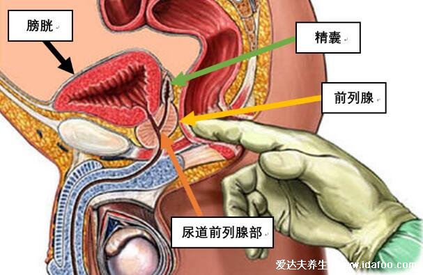 前列腺位置圖在哪里圖片，前列腺結(jié)構(gòu)圖及自已按摩手法