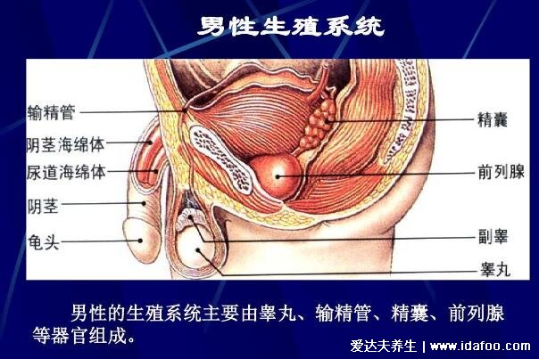 前列腺位置圖在哪里圖片，前列腺結(jié)構(gòu)圖及自已按摩手法