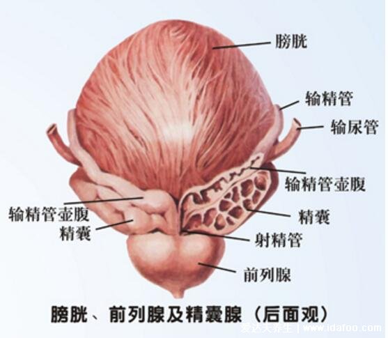 前列腺位置圖在哪里圖片，前列腺結(jié)構(gòu)圖及自已按摩手法