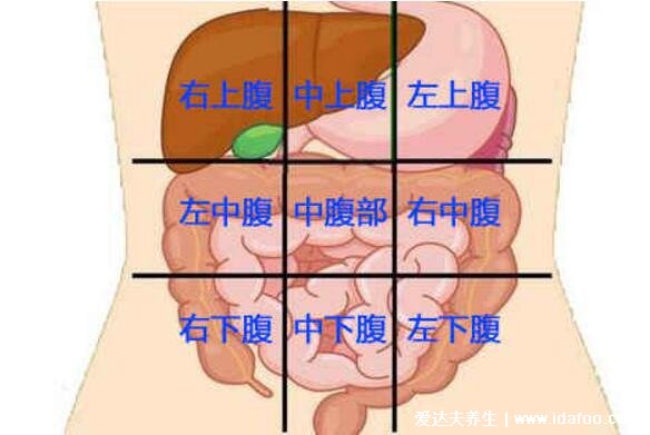 詳細(xì)上腹部疼痛的位置圖，不一定是胃疼還可能是這3大疾病