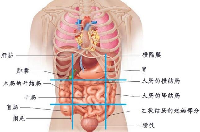 腹部疼痛9位置圖，9個(gè)不同部位代表不同疾病(腹部九分法)