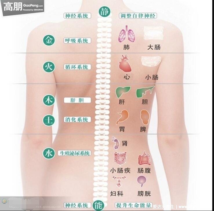 后背疼痛圖片位置示意圖及病情對(duì)照?qǐng)D，警惕后背偏下的消化系統(tǒng)疾病