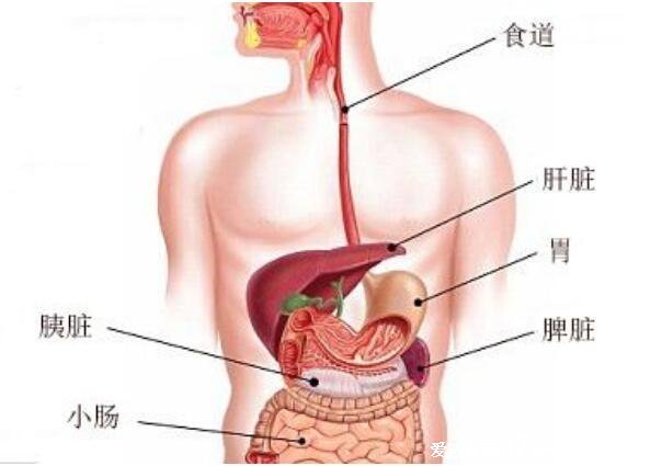 胃疼和肝疼對照圖片，胃在左上腹部/肝大部位在右上腹