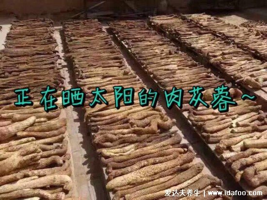 肉蓯蓉多少錢一斤，具體看產(chǎn)地和種類圖片(軟的價(jià)格40-100元/斤)