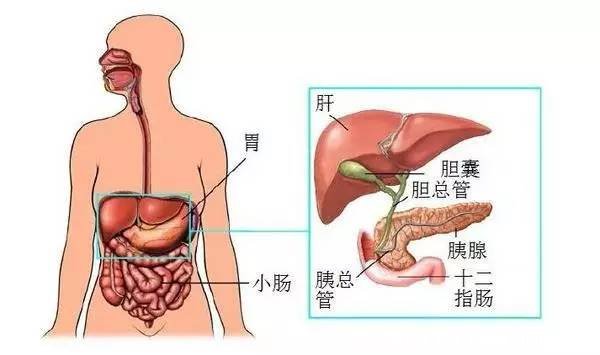 女性胰腺癌的早期癥狀圖片，體重一定會減輕（專業(yè)醫(yī)生斷定）