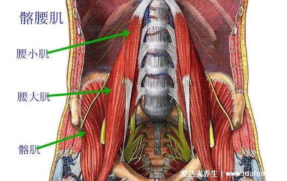 腰肌勞損疼痛的部位圖片，四個痛點導(dǎo)致(引起腰疼還有三種病)