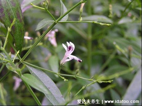 最全穿心蓮圖片，葉子圓潤狹長有白色花朵