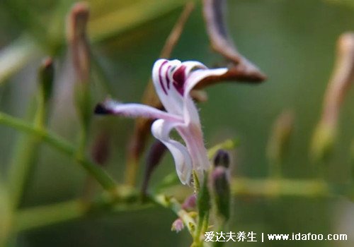 最全穿心蓮圖片，葉子圓潤狹長有白色花朵