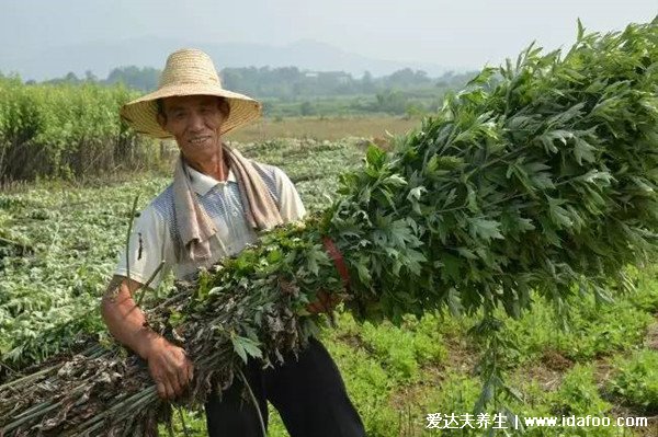 不同形態(tài)艾草長(zhǎng)什么樣子圖片，艾蒿和艾草有什么區(qū)別