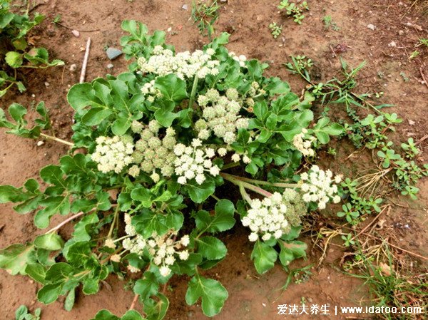 植物中藥北沙參圖片大全，它既清熱養(yǎng)肺還可預(yù)防癌癥