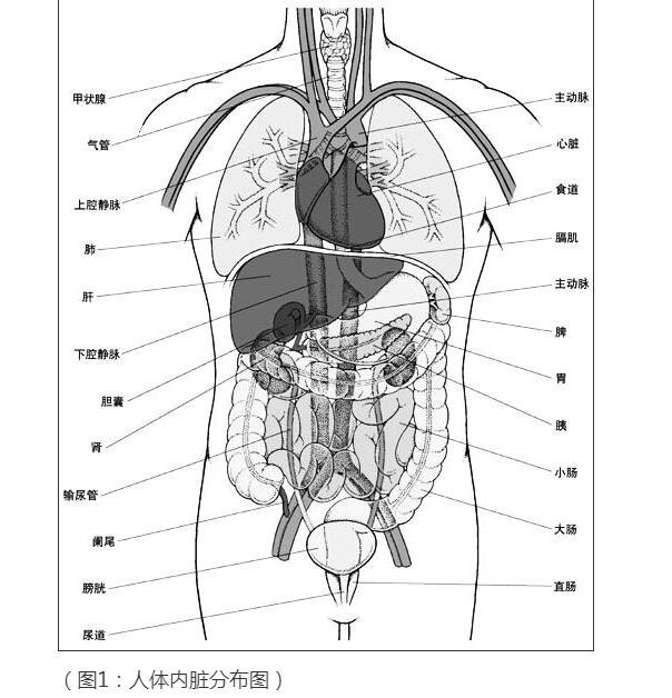 人體器官結(jié)構(gòu)圖五臟六腑腎的位置，身體各個(gè)器官疼痛位置圖解