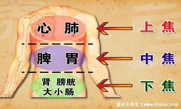 人體器官結(jié)構(gòu)圖五臟六腑腎的位置，身體各個(gè)器官疼痛位置圖解