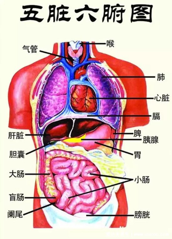 五行五臟六腑相生相克順口溜，心臟好可能促進腎好