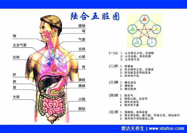 五行五臟六腑相生相克順口溜，心臟好可能促進腎好