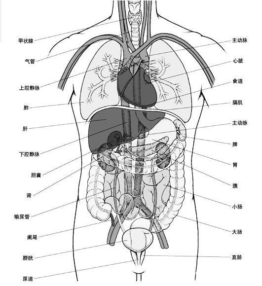 五臟六腑排毒時(shí)間正確作息時(shí)間表，好作息才有好身體