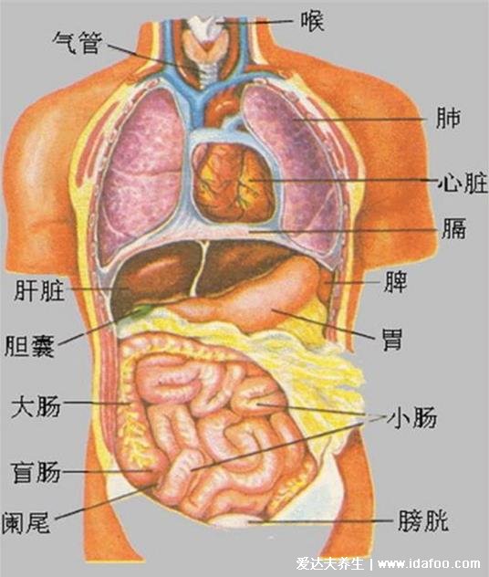 五臟六腑排毒時(shí)間正確作息時(shí)間表，好作息才有好身體