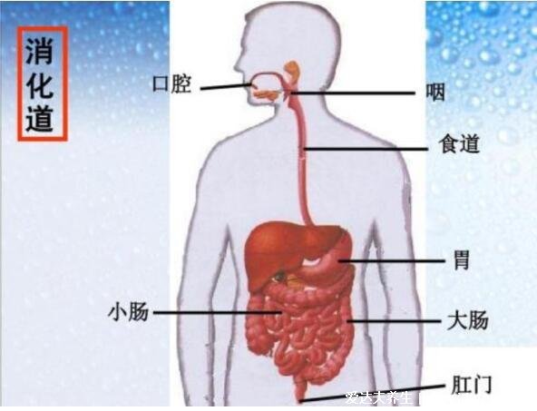 五臟六腑排毒時(shí)間正確作息時(shí)間表，好作息才有好身體