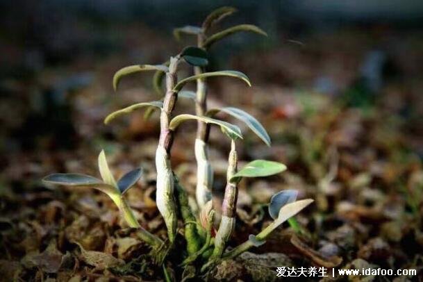 中藥材種植前景排名，十大緊缺藥材今年價值暴漲