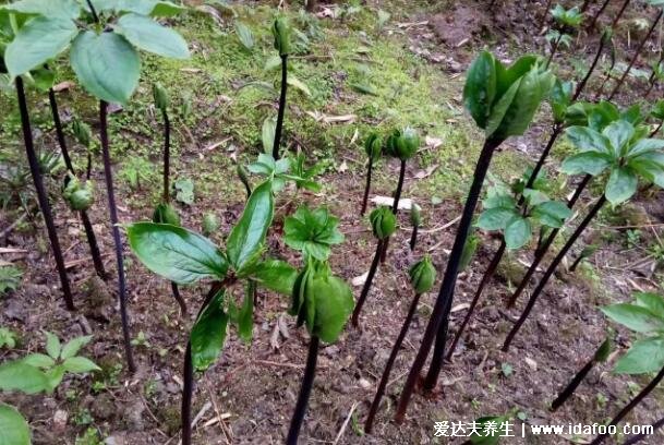 中藥材種植前景排名，十大緊缺藥材今年價值暴漲