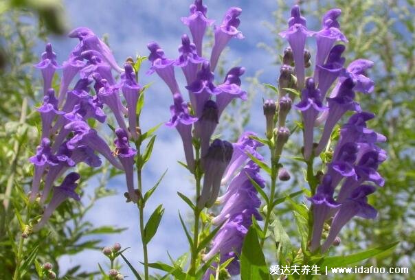 中藥材種植前景排名，十大緊缺藥材今年價值暴漲