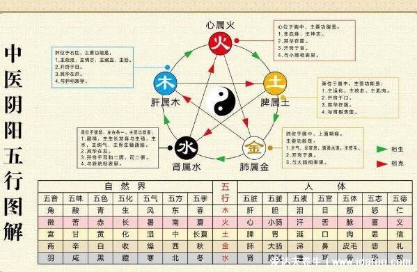 人體五臟六腑相表里一覽表，五臟六腑互為表里的關(guān)系你知道嗎