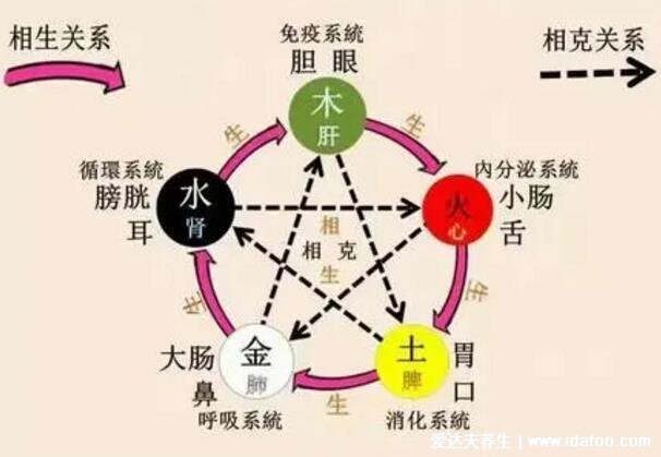 人體五臟六腑相表里一覽表，五臟六腑互為表里的關(guān)系你知道嗎