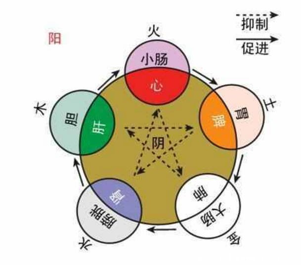 人體五臟六腑相表里一覽表，五臟六腑互為表里的關(guān)系你知道嗎