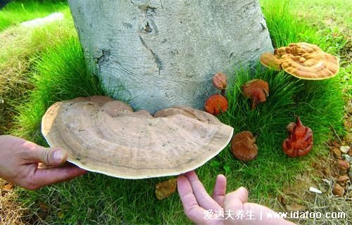 抗腫瘤最強(qiáng)的中草藥，紅豆杉（治療癌癥最后一道防線）