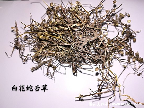 抗腫瘤最強(qiáng)的中草藥，紅豆杉（治療癌癥最后一道防線）