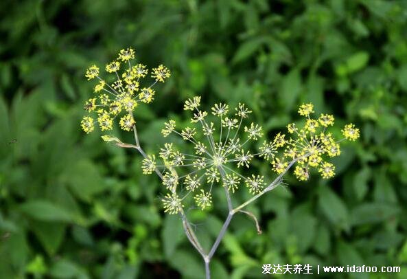 農(nóng)村常見60種野生中草藥圖片，每一種都價值高有特殊功效