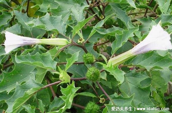 農(nóng)村常見60種野生中草藥圖片，每一種都價值高有特殊功效