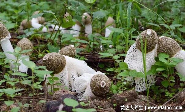 農(nóng)村常見的無毒蘑菇圖片，第二種松樹菌最常見(附50多種毒蘑菇圖片)