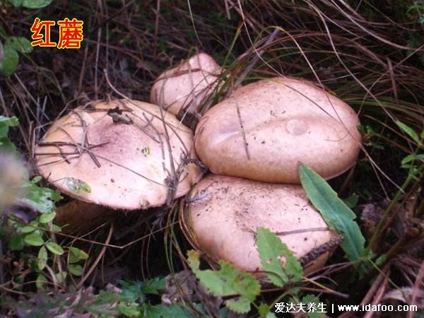 松樹林可食野蘑菇圖片，松蘑和紅蘑很好認(rèn)（營養(yǎng)價值高）