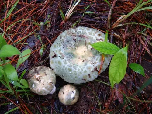 松樹林可食野蘑菇圖片，松蘑和紅蘑很好認(rèn)（營養(yǎng)價值高）