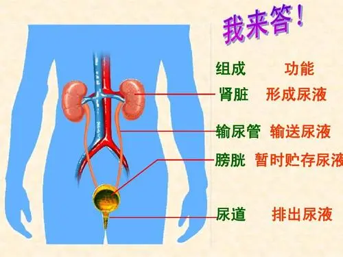 膀胱在哪個位置圖片，男性女性都在骨盆內(nèi)（肚臍下面和臀部之間）