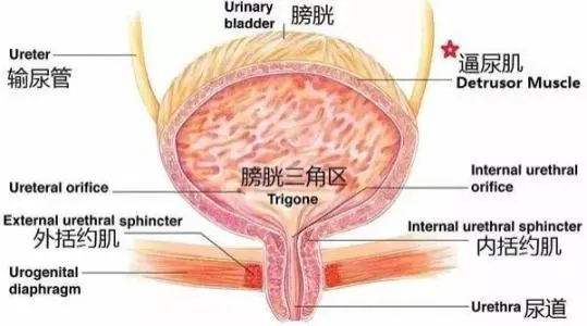 膀胱在哪個位置圖片，男性女性都在骨盆內(nèi)（肚臍下面和臀部之間）