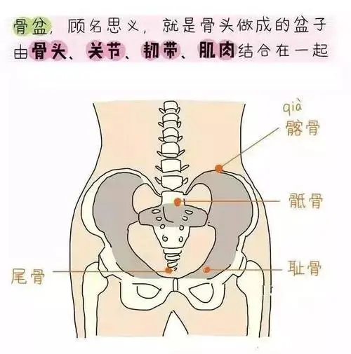 膀胱在哪個位置圖片，男性女性都在骨盆內(nèi)（肚臍下面和臀部之間）