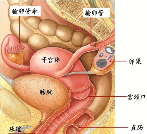 膀胱在哪個位置圖片，男性女性都在骨盆內(nèi)（肚臍下面和臀部之間）