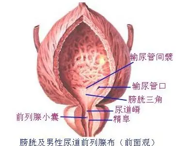 膀胱在哪個位置圖片，男性女性都在骨盆內(nèi)（肚臍下面和臀部之間）