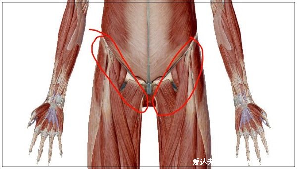 人體腹股溝在哪個位置圖片，大腿里側(cè)和腹部之間(兩側(cè)三角區(qū)域)