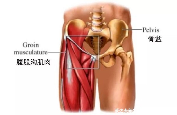 人體腹股溝在哪個位置圖片，大腿里側(cè)和腹部之間(兩側(cè)三角區(qū)域)