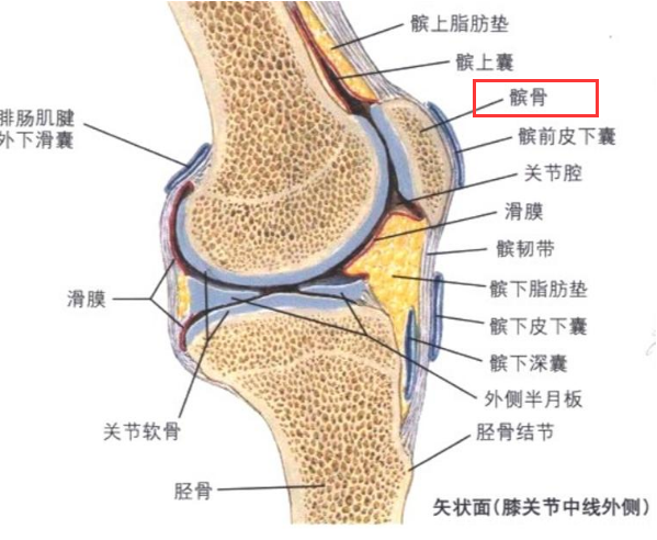 髕骨是哪個(gè)部位圖片，人膝蓋各個(gè)部位疼痛圖解(膝蓋正中心)