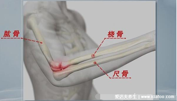 肱骨在哪個(gè)位置圖片，人體連接肩部和上臂的粗壯骨頭(示意圖)