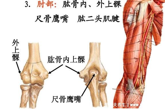 肱骨在哪個(gè)位置圖片，人體連接肩部和上臂的粗壯骨頭(示意圖)