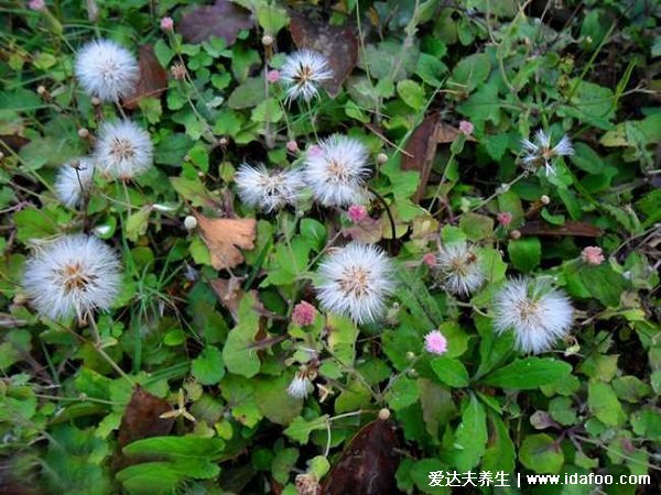 草藥植物野菜一點(diǎn)紅圖片，和蒲公英很像(顏色明顯不同)