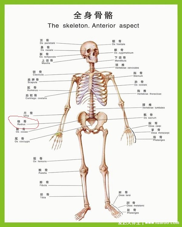 人體橈骨是哪個部位圖片圖解，前手臂骨大拇指一側(cè)(兒童易骨折)