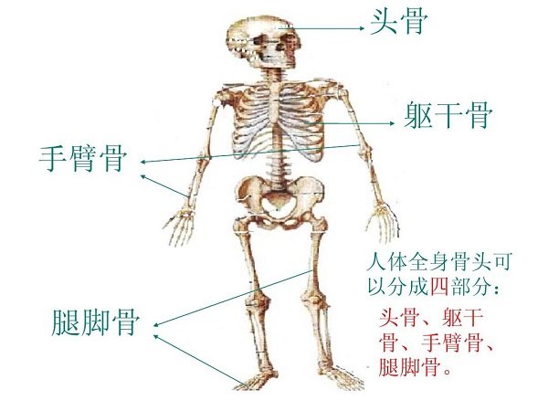 人體橈骨是哪個部位圖片圖解，前手臂骨大拇指一側(cè)(兒童易骨折)