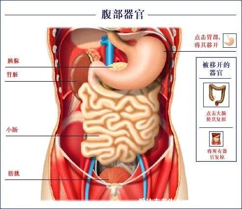 胰腺炎是哪個(gè)部位疼圖解圖片，在左上腹位置（也可放射到肩部）